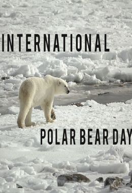 اليوم العالمي للدب القطبي