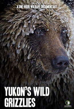 Yukon's Wild Grizzlies