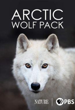 Arctic Wolf Pack