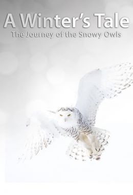 A Winter's Tale: The Journey of the Snowy Owls