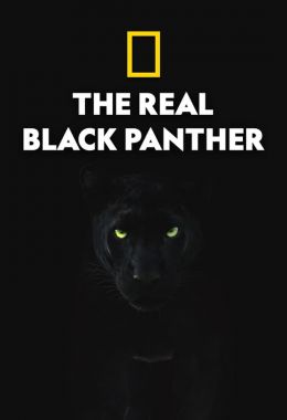 The Real Black Panther