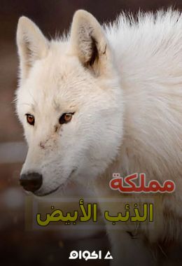 مملكة الذئب الأبيض