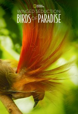 Winged Seduction: Birds of Paradise