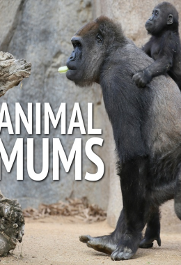 Animal Mums