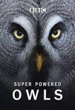 Super Powered Owls