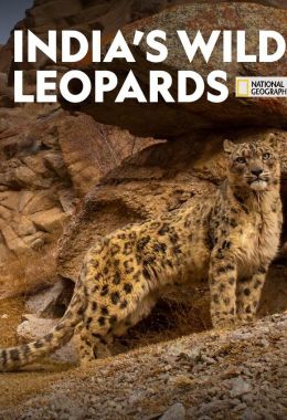 India's Wild Leopards