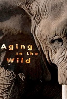 Aging In The Wild