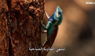 2 : الحلقة الثانية