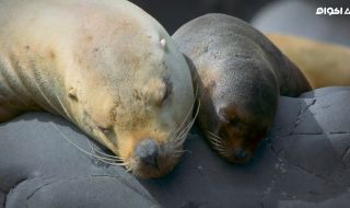 2 : A Baby Sea Lion's Story