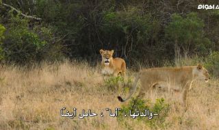 6 : A Baby Lion's Story
