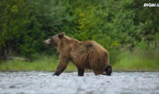 1 : A Baby Grizzly's Story