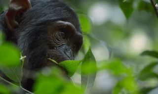 5 : A Baby Chimp's Story