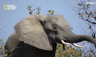 3 : فيل السافانا الأفريقي