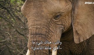 3 : A Baby Elephant's Story
