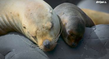 A Baby Sea Lion's Story