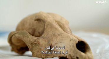 حيوانات العالم السفلي في مصر