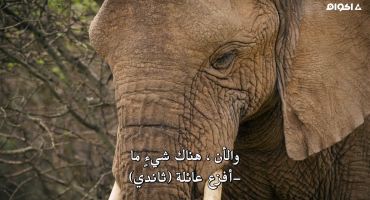 A Baby Elephant's Story