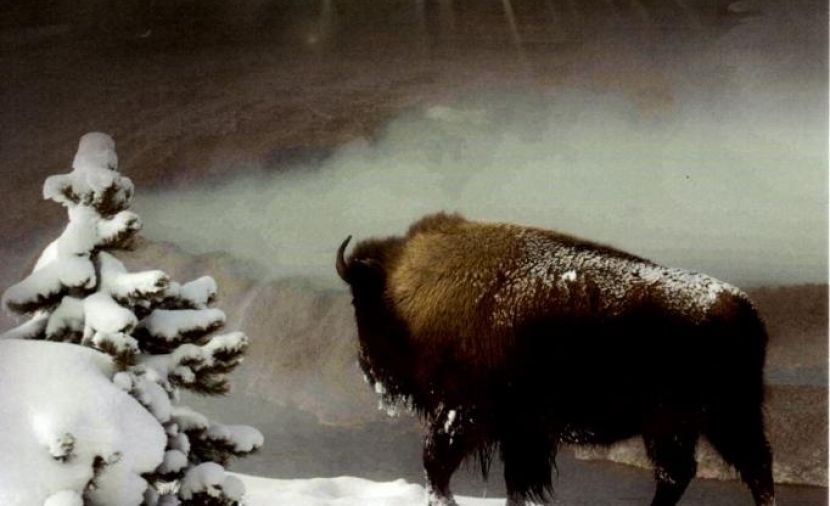 Yellowstone - 1 الشتاء