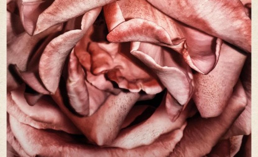 ⁣Rosebush Pruning
