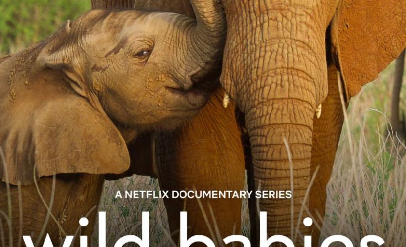 Wild Babies الموسم الاول - 6 الحلقة السادسة