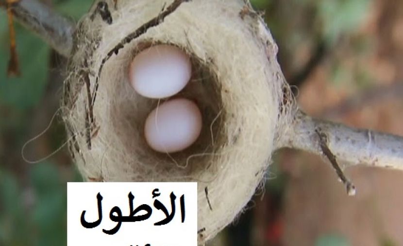 بين الأطول والأقصر - 1