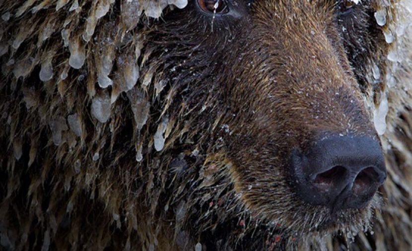 Yukon's Wild Grizzlies - 1