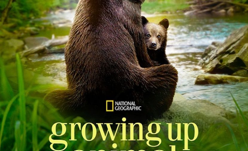 Growing Up Animal - 5 A Baby Chimp's Story