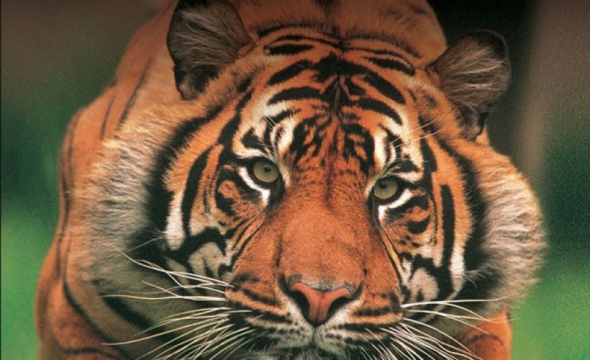 Wildlife Specials الموسم الثاني - 2 التمساح