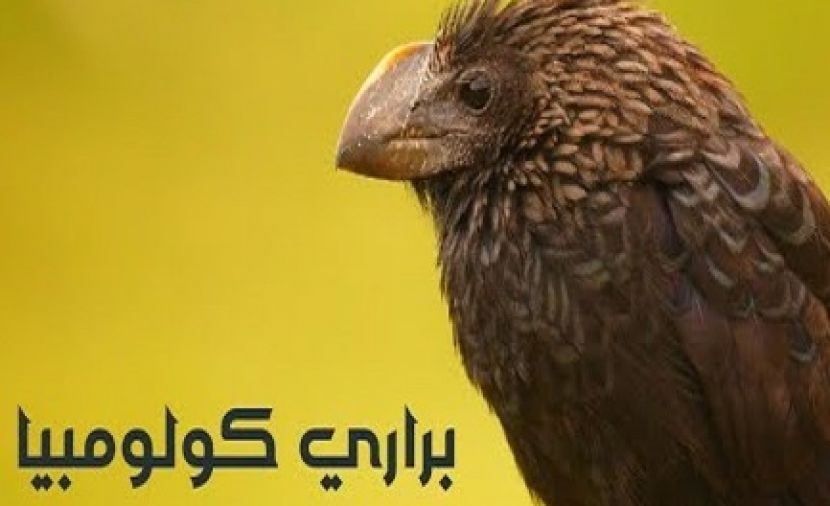 براري كولومبيا - 1