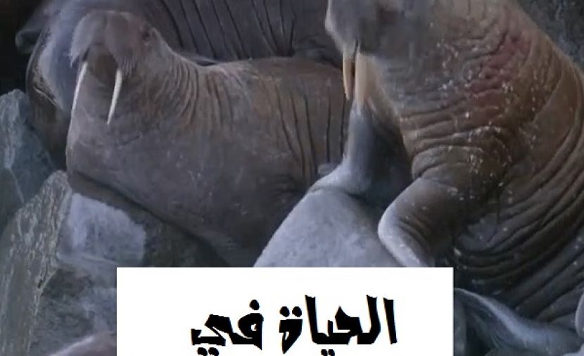 الحياة في الدائرة القطبية - 1 من أرخبيل سفالبارد إلى شرق سيبيريا