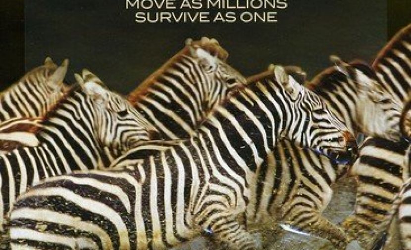 Great Migrations