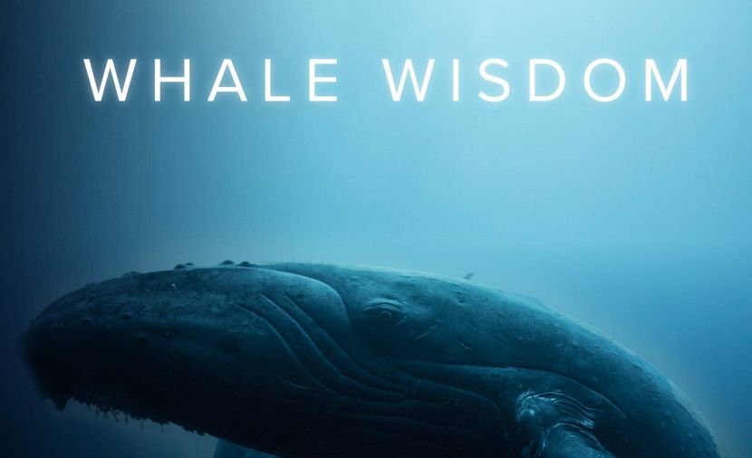 Whale Wisdom - 1
