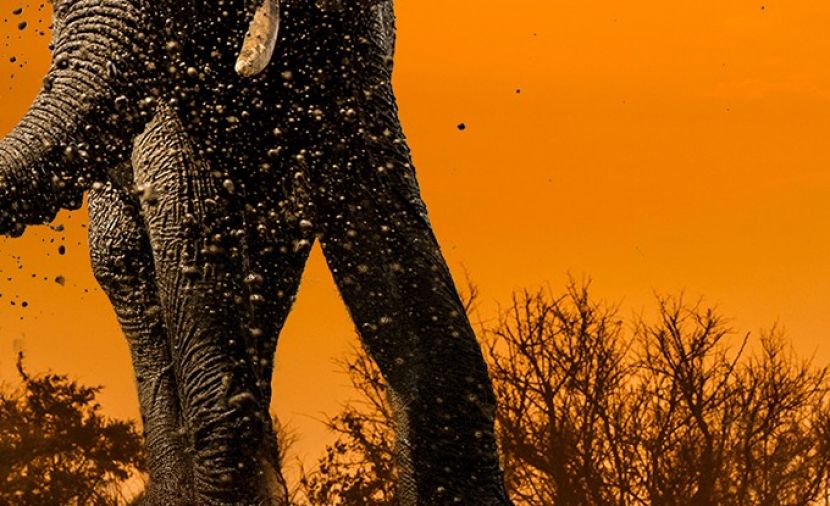 Waterhole Africas Animal Oasis - 1 الجزء الاول