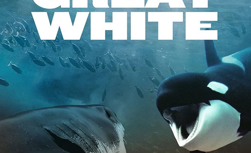Orca vs. Great White - 1