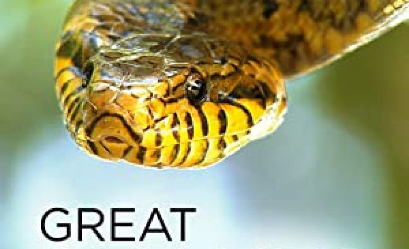 Great Snakes - 1