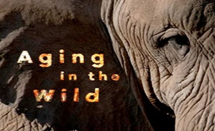 Aging In The Wild - 4 الحكمة Wisdom